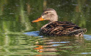 Canard brun