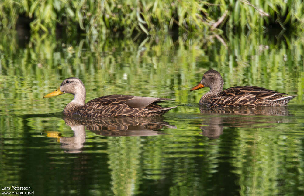 Canard brunadulte nuptial, habitat, pigmentation