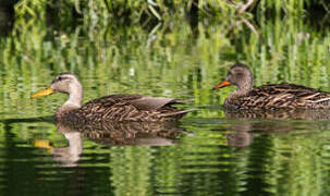 Mottled Duck