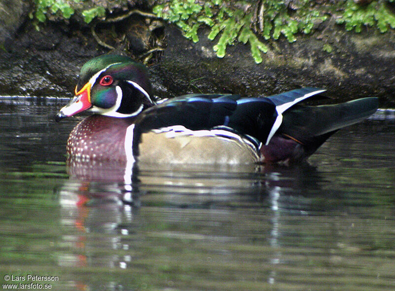 Canard carolin