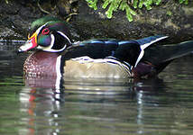 Canard carolin