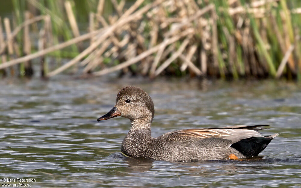 Gadwall