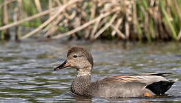 Canard chipeau