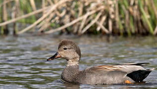 Gadwall