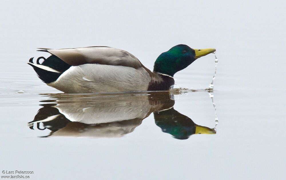 Canard colvert