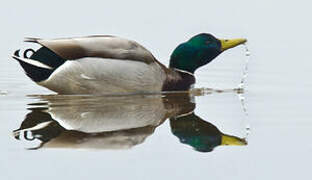 Canard colvert