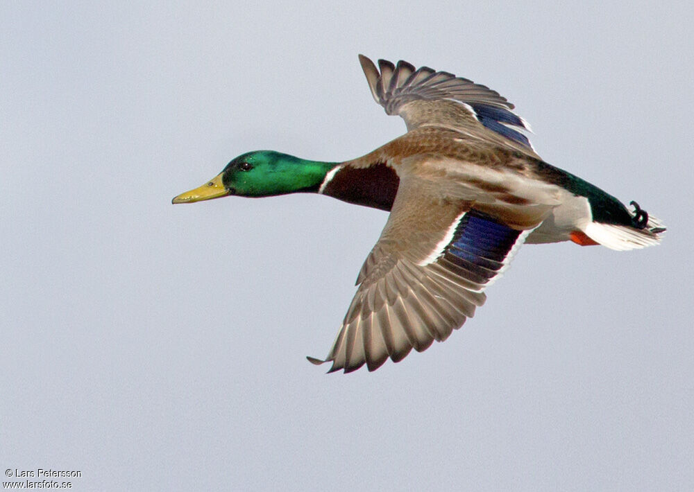 Canard colvert