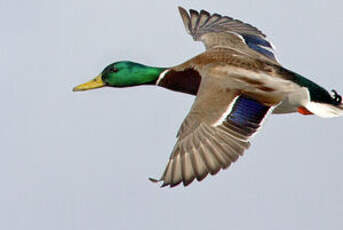 Canard colvert