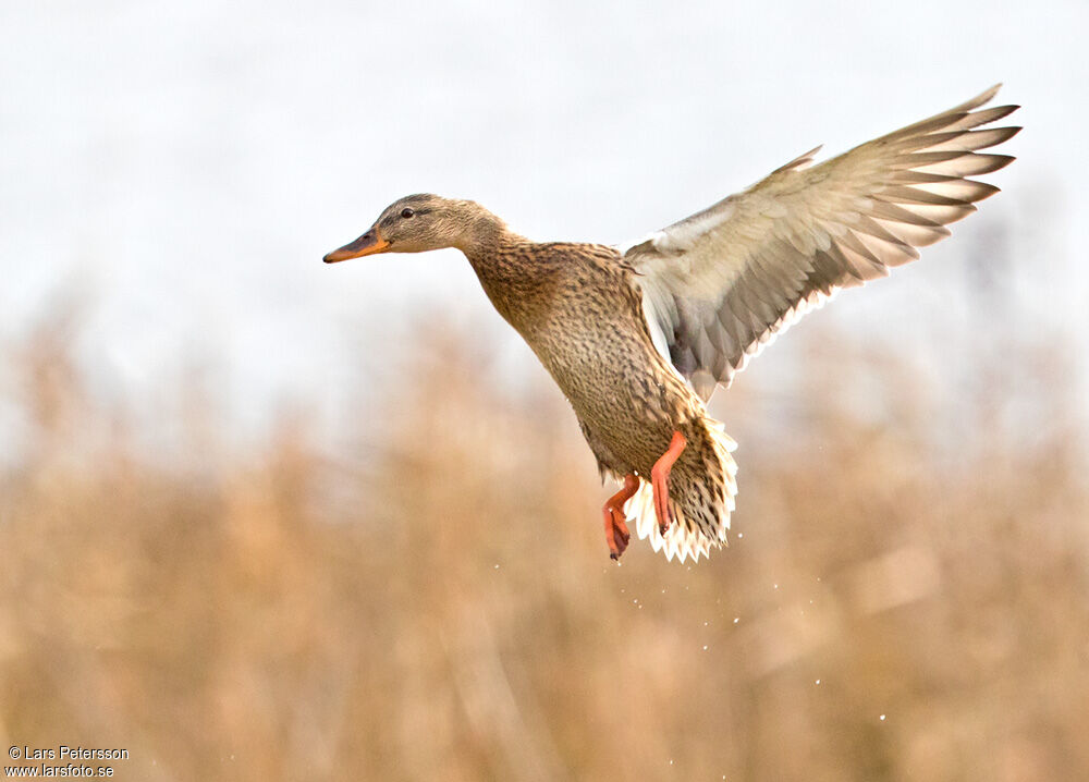 Canard colvert