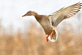 Canard colvert