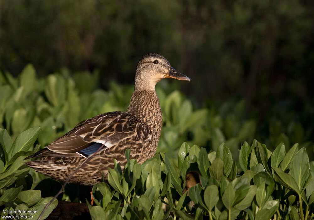 Canard colvert