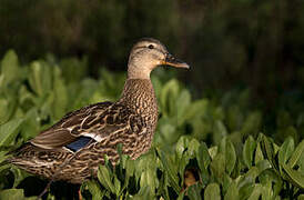 Canard colvert