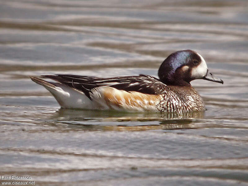 Chiloe Wigeonadult, identification