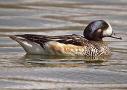 Chiloe Wigeon