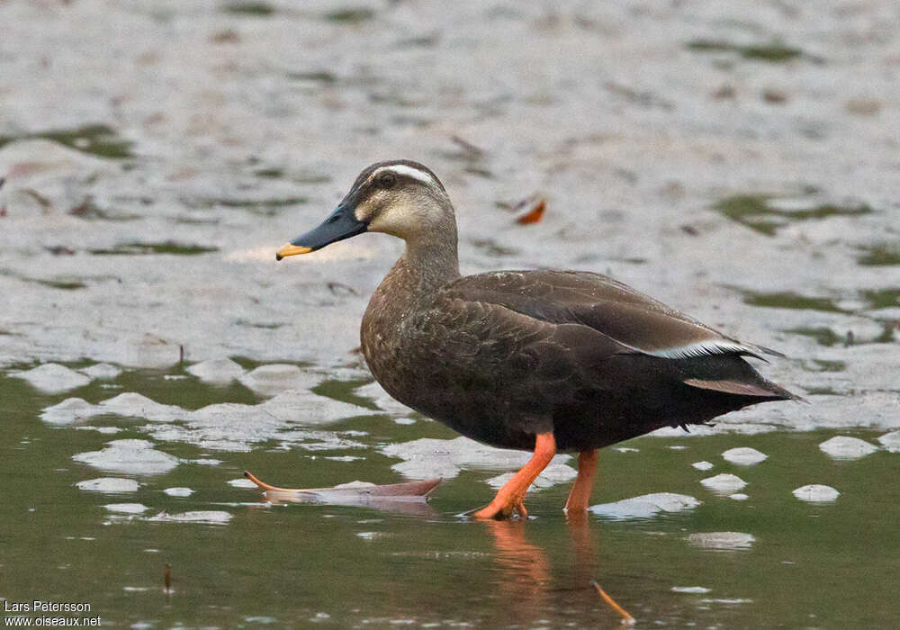 Eastern Spot-billed Duckadult, identification