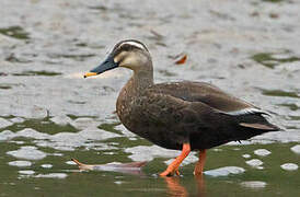 Eastern Spot-billed Duck