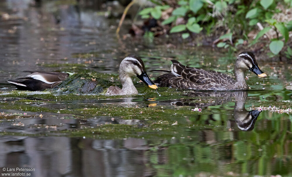 Eastern Spot-billed Duck