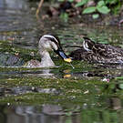 Canard de Chine