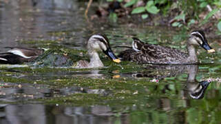 Eastern Spot-billed Duck