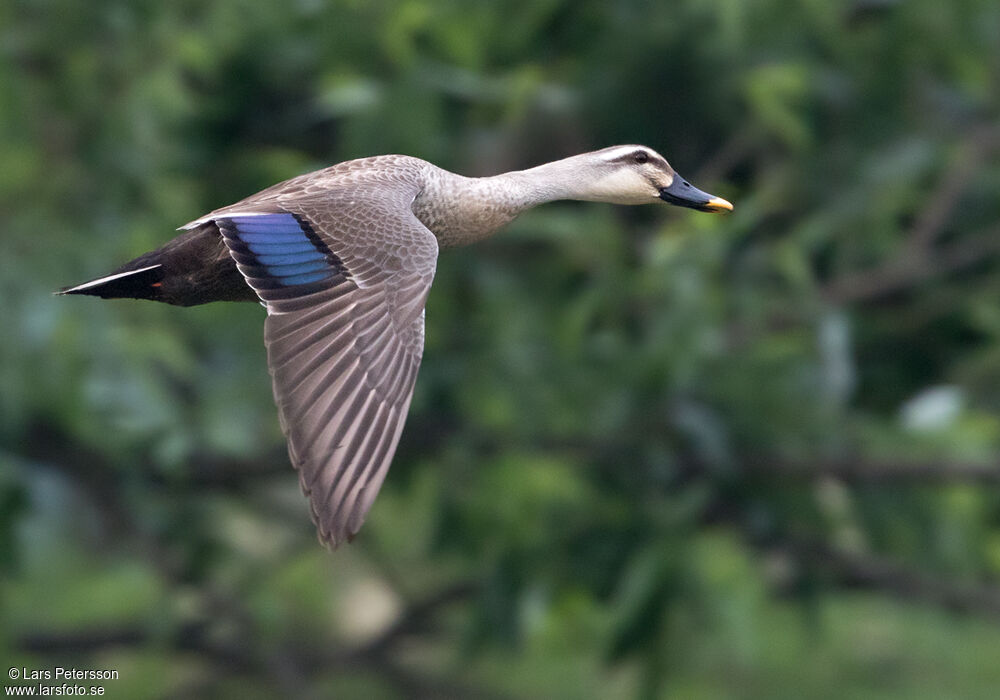 Eastern Spot-billed Duck