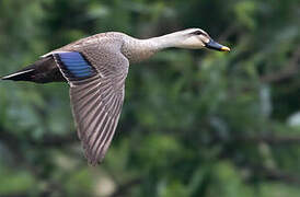 Eastern Spot-billed Duck