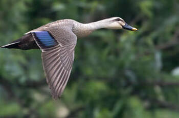 Canard de Chine