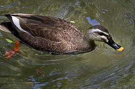 Eastern Spot-billed Duck