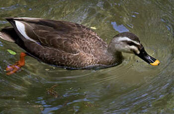 Canard de Chine