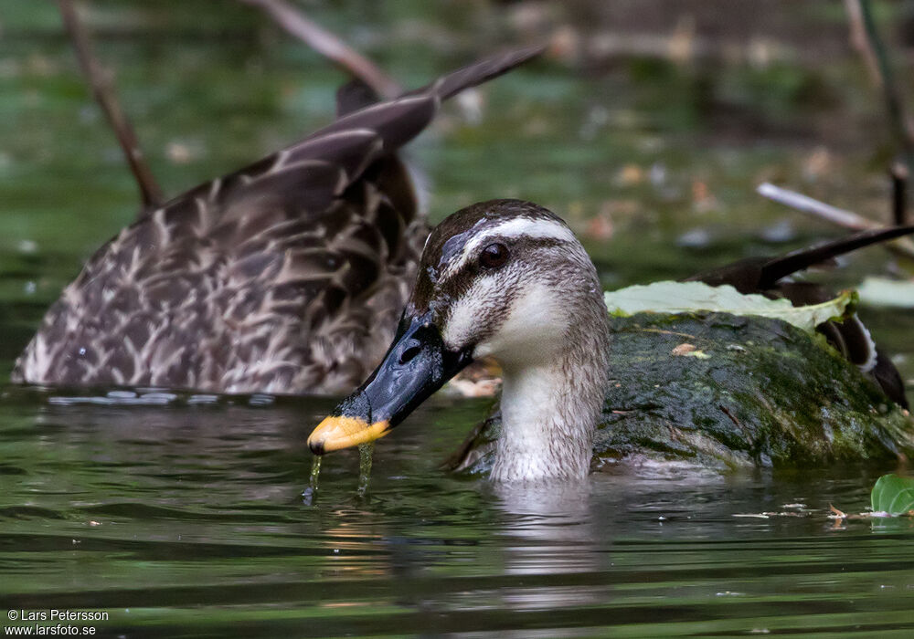 Eastern Spot-billed Duck