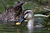 Canard de Chine