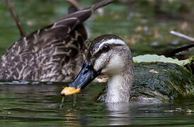 Eastern Spot-billed Duck