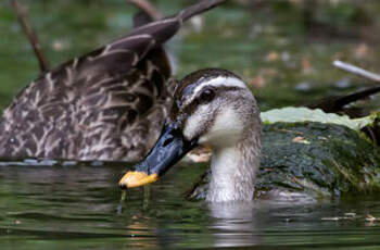 Canard de Chine