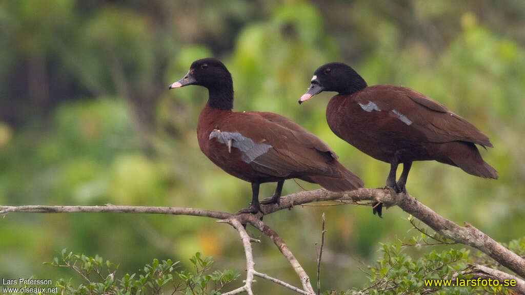 Hartlaub's Duckadult breeding, pigmentation, Behaviour