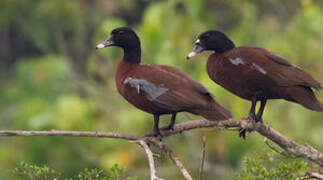 Canard de Hartlaub