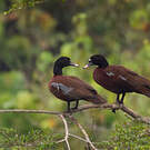 Canard de Hartlaub