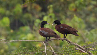 Hartlaub's Duck