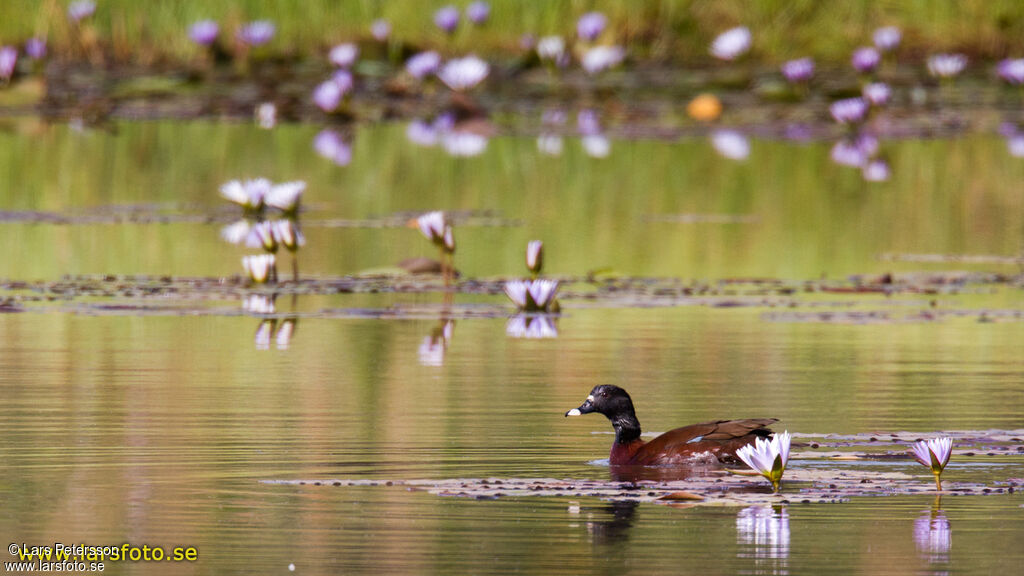 Hartlaub's Duck