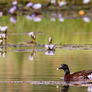 Canard de Hartlaub