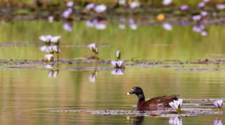 Canard de Hartlaub