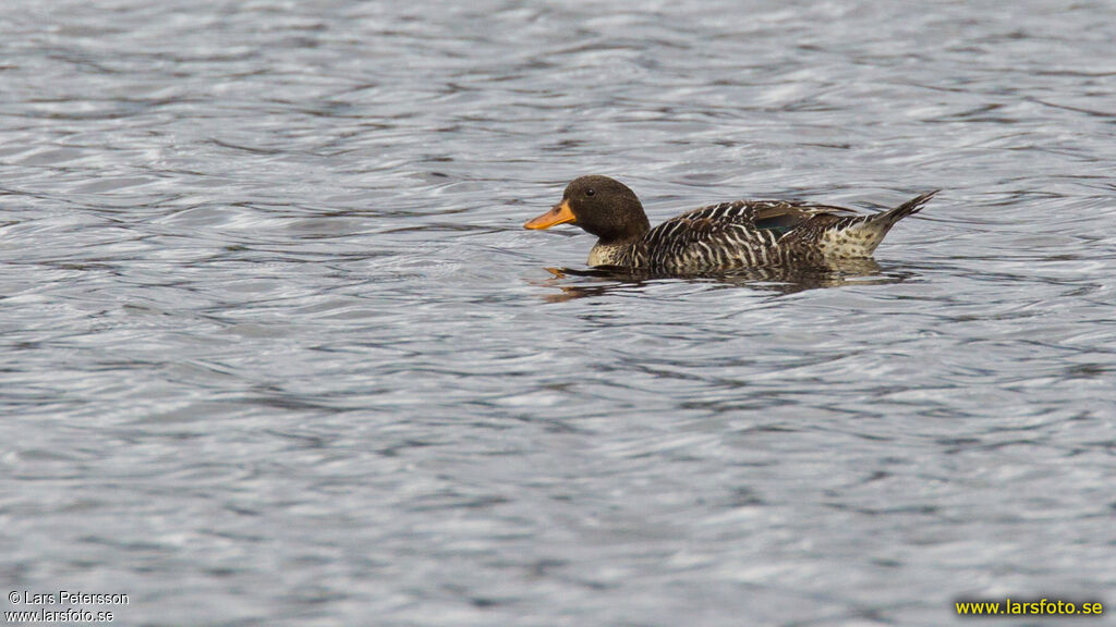 Canard de Salvadori