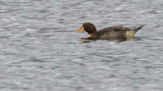 Salvadori's Teal