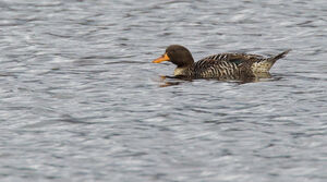 Canard de Salvadori