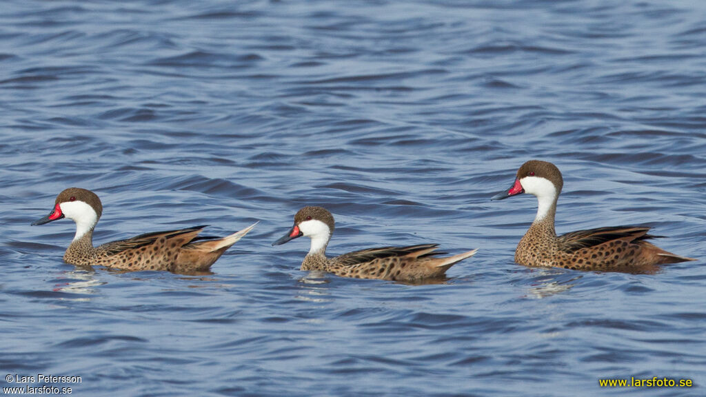 White-cheeked Pintail