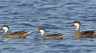 Canard des Bahamas