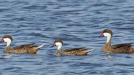 Canard des Bahamas