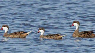 White-cheeked Pintail