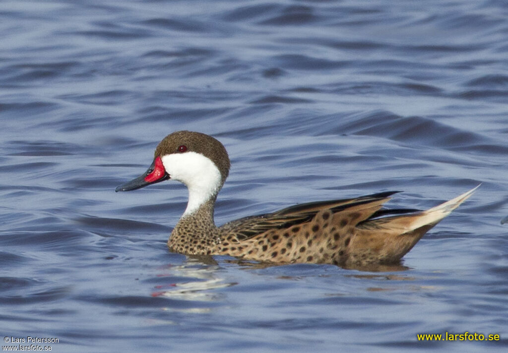 White-cheeked Pintail