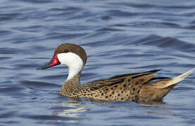 White-cheeked Pintail