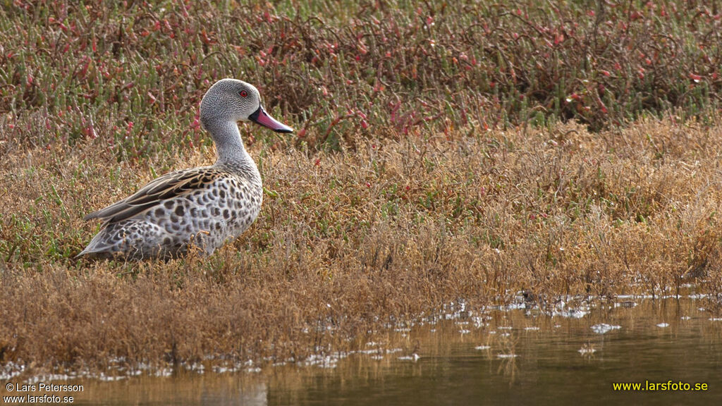 Canard du Cap