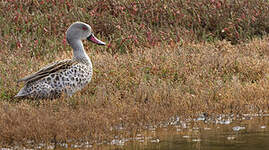 Canard du Cap